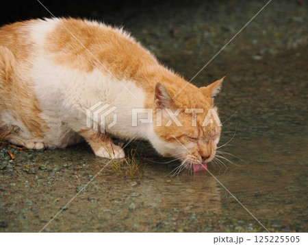 見つめる猫 125225505