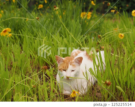 見つめる猫 見つめる猫 125225514