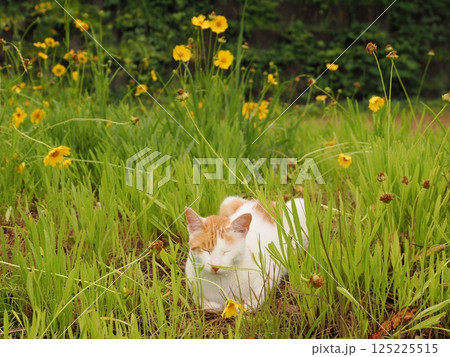 見つめる猫 125225515