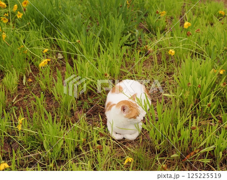 見つめる猫 125225519