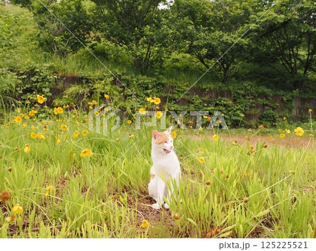 見つめる猫 125225521