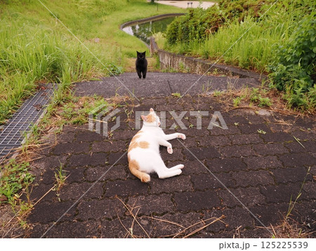 見つめる猫 125225539