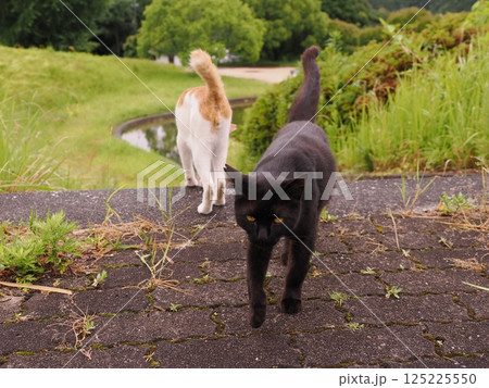 見つめる猫 125225550