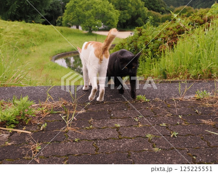 見つめる猫 125225551