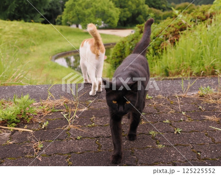 見つめる猫 125225552