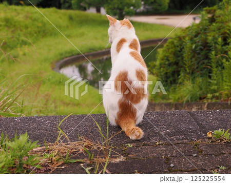 見つめる猫 見つめる猫 125225554