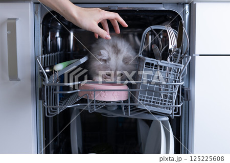Curious Kitten Investigates the Dishwasher While It s Open, A Unique Scene Involving a Playful Cat Exploring Kitchen Appliances and Dishware, Perfect for Pet Lovers and Cat Enthusiasts Curious Kitten Investigates the Dishwasher While It s Open, A Unique Scene Involving a Playful Cat Exploring Kitchen Appliances and Dishware, Perfect for Pet Lovers and Cat Enthusiasts 125225608
