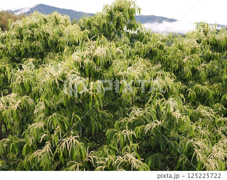 栗の花が咲く 125225722