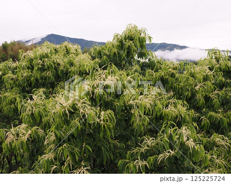 栗の花が咲く 125225724