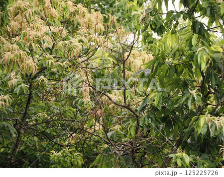 栗の花が咲く 125225726