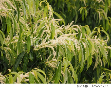 栗の花が咲く 栗の花が咲く 125225727