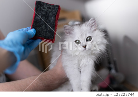 Adorable Fluffy Kitten Curiously Observing While Being Groomed With a Special Tool for Pet Hair Removal in a Cozy Indoor Space 125225744