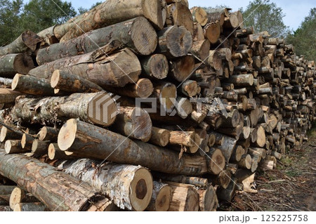 切り出された広葉樹の丸太 125225758