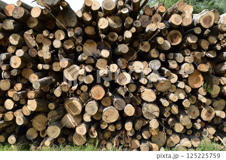 切り出された広葉樹の丸太 125225759