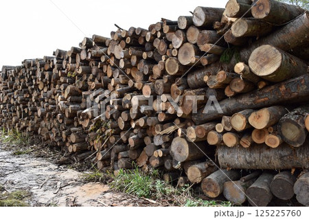切り出された広葉樹の丸太 125225760
