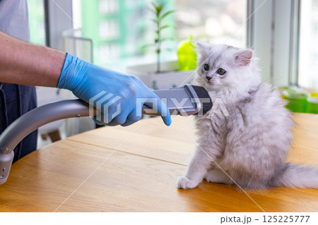 Adorable Fluffy Cat Getting Groomed with a Special Vacuum Attachment for Pet Care in a Bright and Cheerful Indoor Setting with Natural Light Filtering Through 125225777