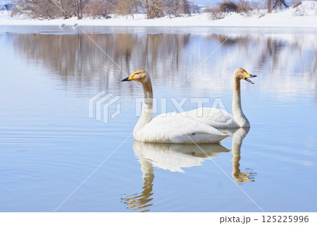 北海道の春に訪れるハクチョウ 125225996