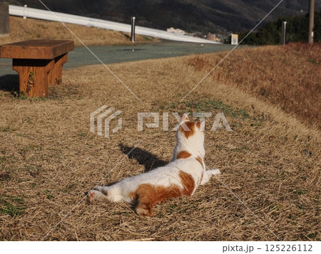 公園のベンチで遊ぶ猫 公園のベンチで遊ぶ猫 125226112