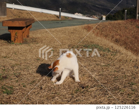 公園のベンチで遊ぶ猫 125226116