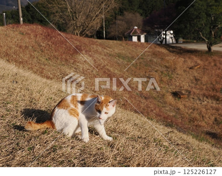 公園のベンチで遊ぶ猫 125226127