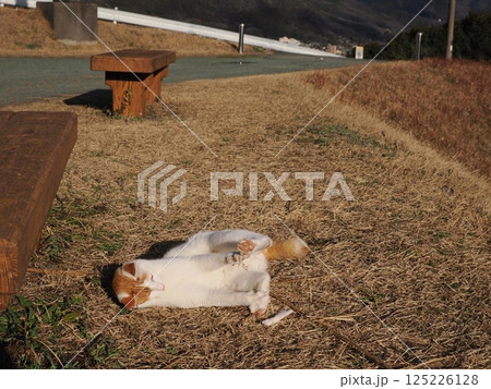 公園のベンチで遊ぶ猫 公園のベンチで遊ぶ猫 125226128