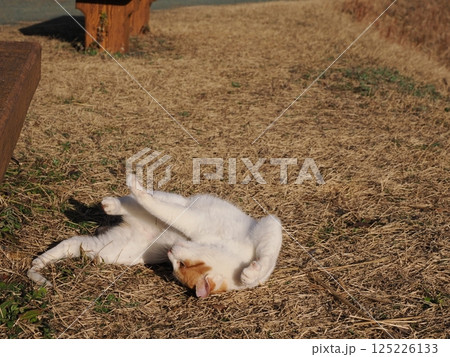 公園のベンチで遊ぶ猫 公園のベンチで遊ぶ猫 125226133