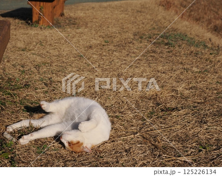公園のベンチで遊ぶ猫 公園のベンチで遊ぶ猫 125226134