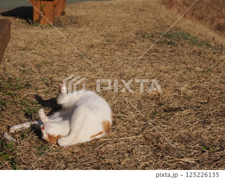 公園のベンチで遊ぶ猫 公園のベンチで遊ぶ猫 125226135