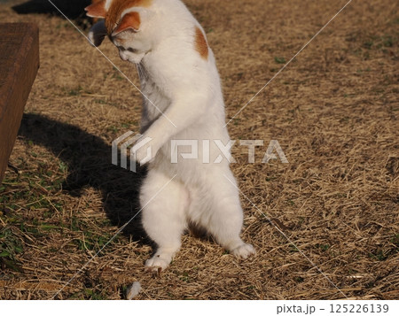 公園のベンチで遊ぶ猫 公園のベンチで遊ぶ猫 125226139