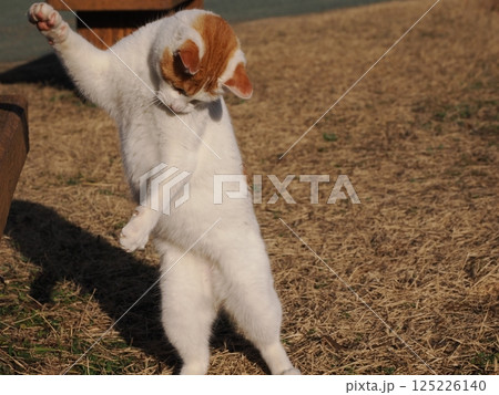 公園のベンチで遊ぶ猫 125226140