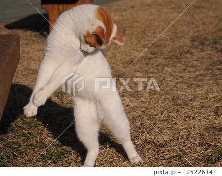公園のベンチで遊ぶ猫 125226141