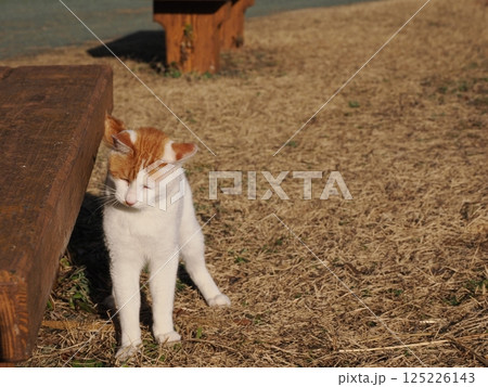 公園のベンチで遊ぶ猫 125226143