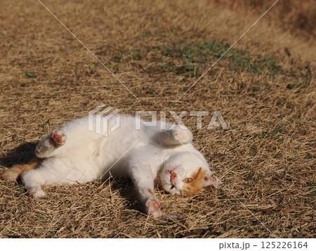 公園のベンチで遊ぶ猫 公園のベンチで遊ぶ猫 125226164