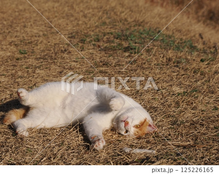 公園のベンチで遊ぶ猫 125226165