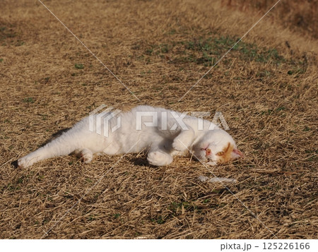 公園のベンチで遊ぶ猫 公園のベンチで遊ぶ猫 125226166