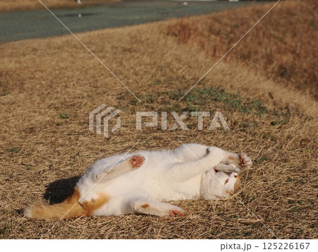 公園のベンチで遊ぶ猫 125226167
