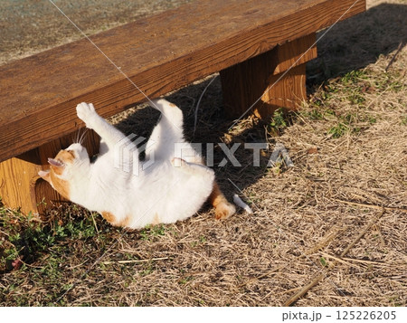 公園のベンチで遊ぶ猫 公園のベンチで遊ぶ猫 125226205