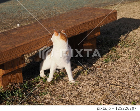 公園のベンチで遊ぶ猫 公園のベンチで遊ぶ猫 125226207