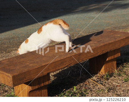 公園のベンチで遊ぶ猫 公園のベンチで遊ぶ猫 125226210