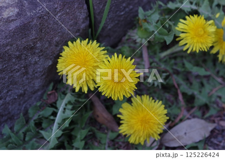 黄色い花を咲かせる綺麗なタンポポ 黄色い花を咲かせる綺麗なタンポポ 125226424
