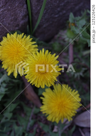 黄色い花を咲かせる綺麗なタンポポ 125226426