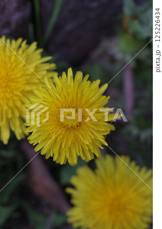黄色い花を咲かせる綺麗なタンポポ 125226434