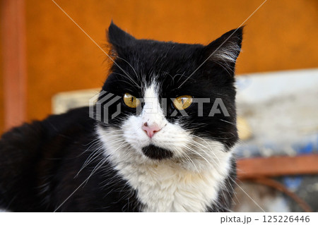 Cute black with white tuxedo Maine Coon cat kitten with naughty expression, laying down facing front. Looking towards camera. Isolated on a white background. Cute black with white tuxedo Maine Coon cat kitten with naughty expression, laying down facing front. Looking towards camera. Isolated on a white background. 125226446