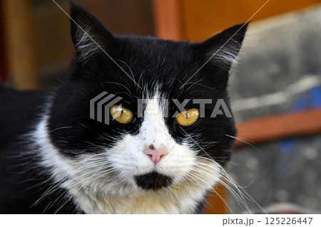 Cute black with white tuxedo Maine Coon cat kitten with naughty expression, laying down facing front. Looking towards camera. Isolated on a white background. 125226447