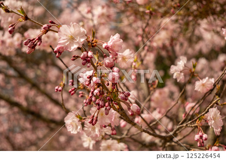 大町公園に咲く桜の花 春景色 長野県 大町公園に咲く桜の花 春景色 長野県 125226454
