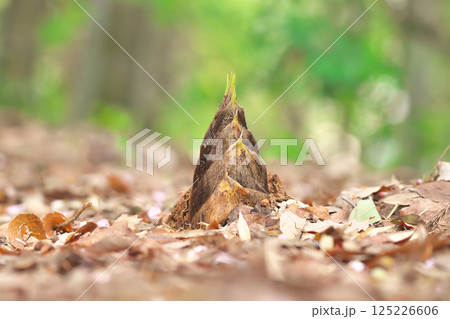 タケノコ 125226606