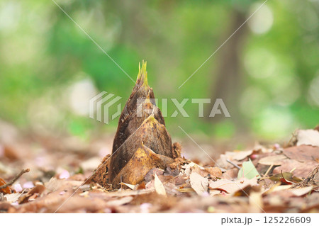 タケノコ 125226609