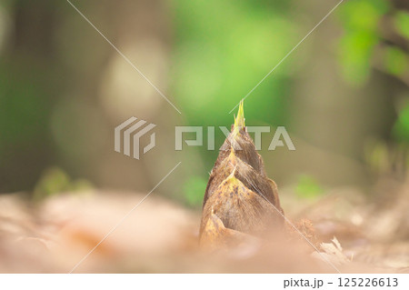 タケノコ 125226613