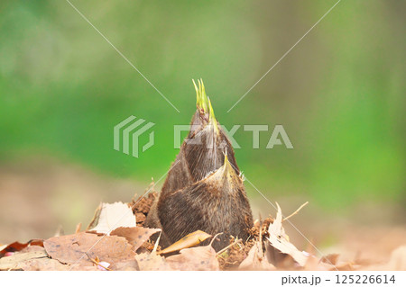 タケノコ 125226614