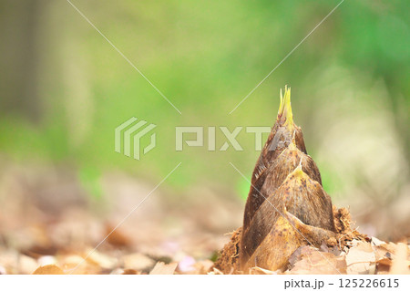 タケノコ タケノコ 125226615